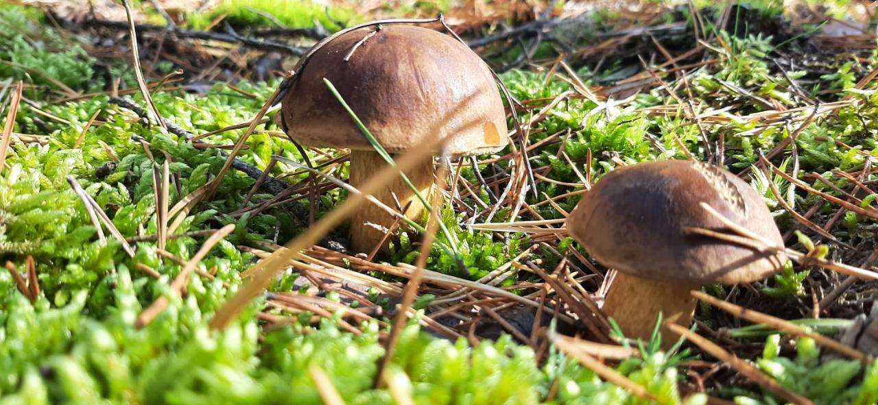Domek Borsk Eksteriør bilde
